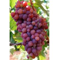 Виноград Модерн (саженец) купить
