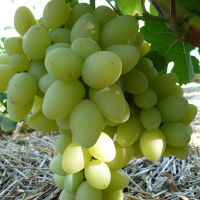 Виноград Продюсер (саджанець) купить