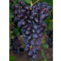Виноград Араміс (саджанець) купить