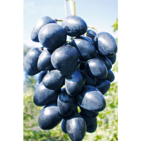 Виноград Наталія (саджанець) купить