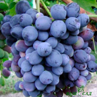 Виноград Фаїна (саджанець) купить