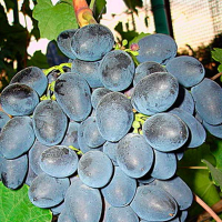 Виноград Цезарь (саджанець) купить