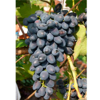 Виноград Великан (саженец) купить