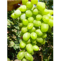 Виноград Вінцевий (саджанець) купить