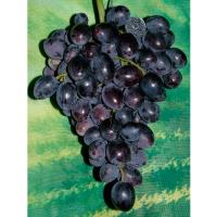 Виноград Гала (саджанець) купить