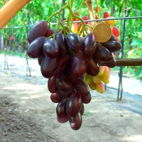 Виноград Джовани (саженец) купить