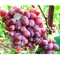 Виноград Зарево (саджанець) купить