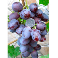 Виноград Колибри (саженец) купить