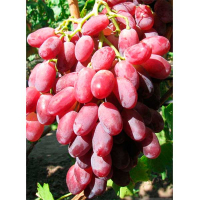 Виноград Марселло (саджанець) купить