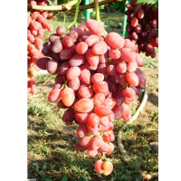 Виноград Новочеркаський червоний (саджанець) купить