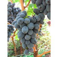 Виноград Памяти Журавеля (саженец) купить