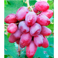 Виноград Рута (саджанець) купить