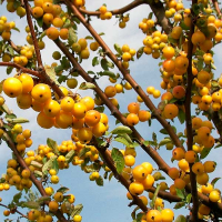 Яблуня декоративна 