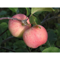 Яблуня рум'янка червоне (саджанець) купить