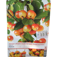 Яблуня декоративна купить