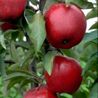 Яблуня Кіммерія (саджанець) купить