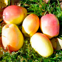 Яблуня Челебі (саджанець) купить