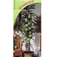 Яблуня Greencats та Suncats купить