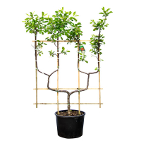 Яблуня домашня купить