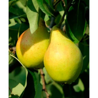 Груша Якимівська (саджанець) купить
