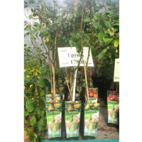 Груша купить