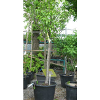 Груша звичайна купить