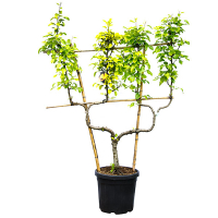 Груша звичайна Бонне Луїз деАвранчес купить