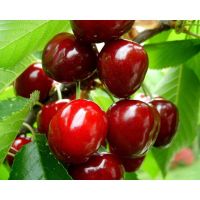 Черешня Мелітопольська рання (саджанець) купить