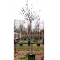 Вишня кущова 