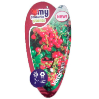 Брусника обыкновенная Мисс Черри купить