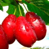 Кизил Світлячок купить