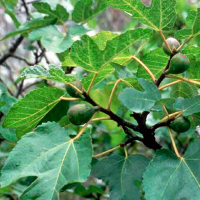 Інжир (фікус) Каріка купить