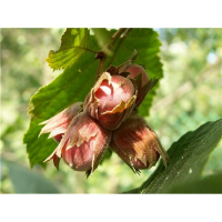 Фундук (Corylus) купить