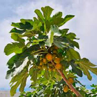 Інжир (фікус) Каріка купить