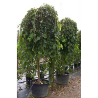 Шовковиця біла плакуча купить