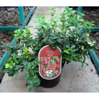 Брусника Коралл купить