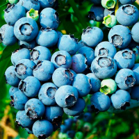 Голубика високоросла Торо купить