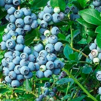 Голубика високоросла Спартан купить