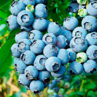 Голубика високоросла Патріот купить