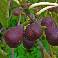 Інжир (фікус) Каріка купить