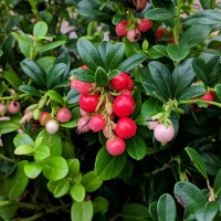 Брусника Файерболл купить