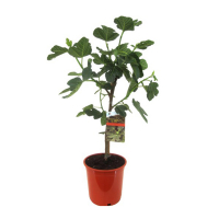 Інжир (фікус) Каріка штамб купить