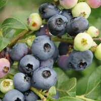 Чорниця Дюк купить