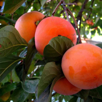 Хурма Vanila купить