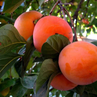 Хурма Vanila купить