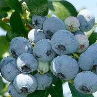 Лохина високоросла Нельсон купить