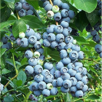 Лохина Блю Голд купить