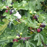 Інжир Магарачський купить