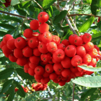 Горобина червона (саджанець) купить