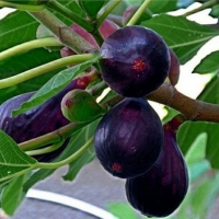 Інжир Каріка Noire de Caromb (Чорний ріжок) купить